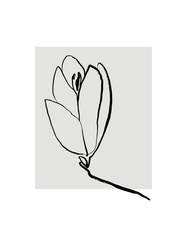 Tulip 3