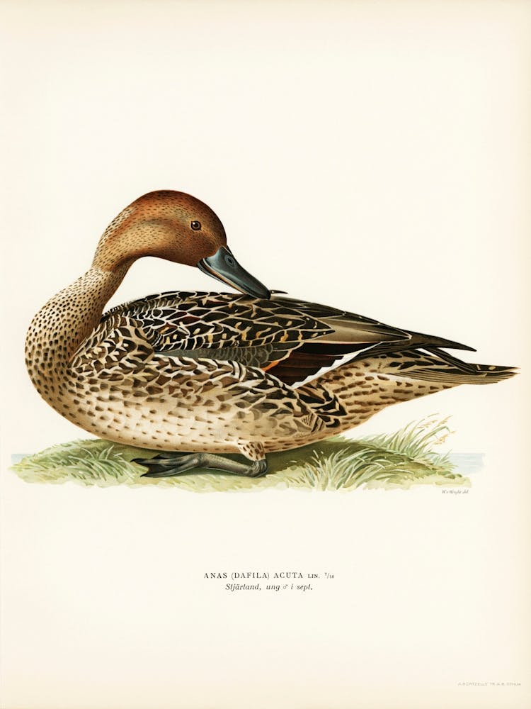 Northern Pintail, The Von Wright Brothers (2)