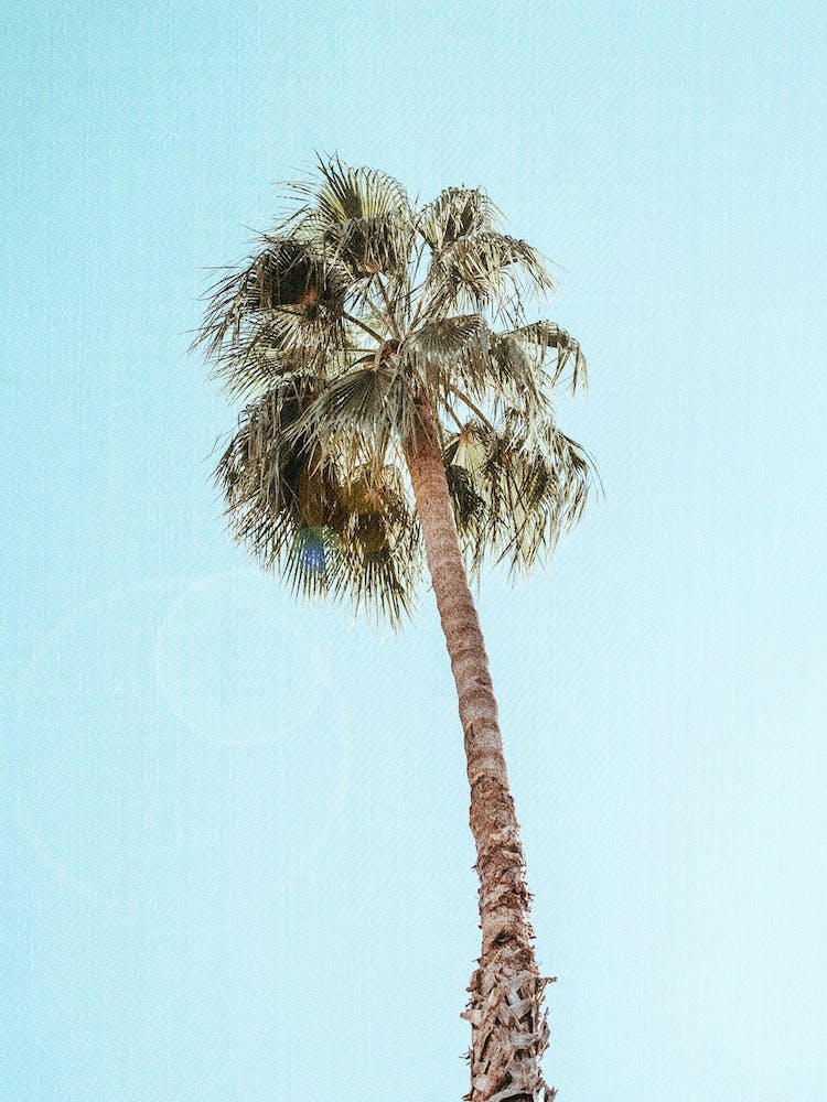 Single Palm