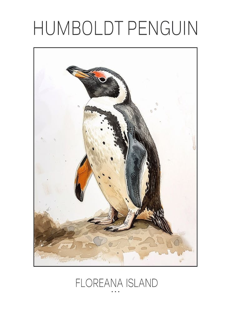 Humboldt Penguin Floreana Island Watercolour Painting 1 Poster