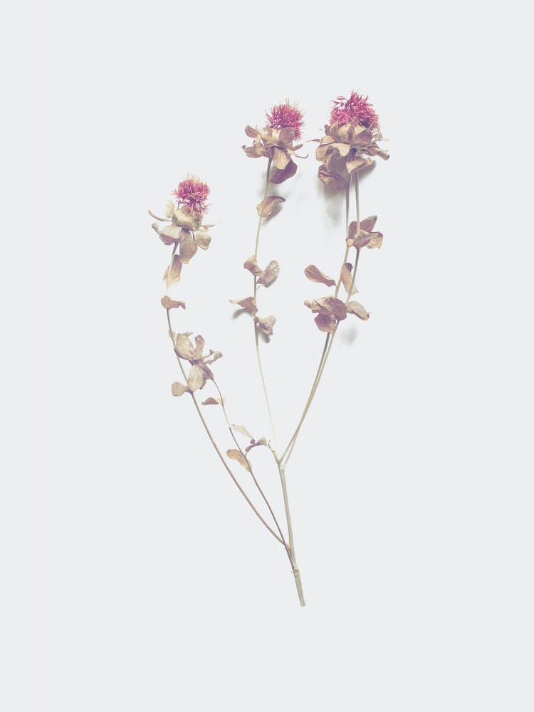 Cardoon I