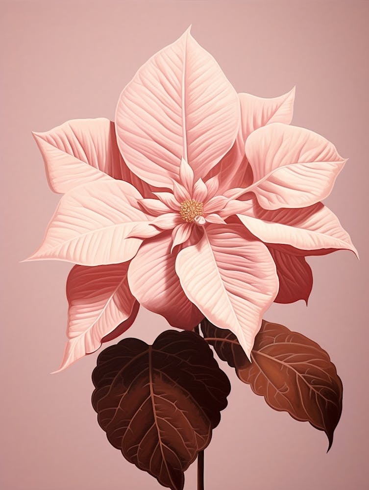 Floral Illustration Poinsettia 2