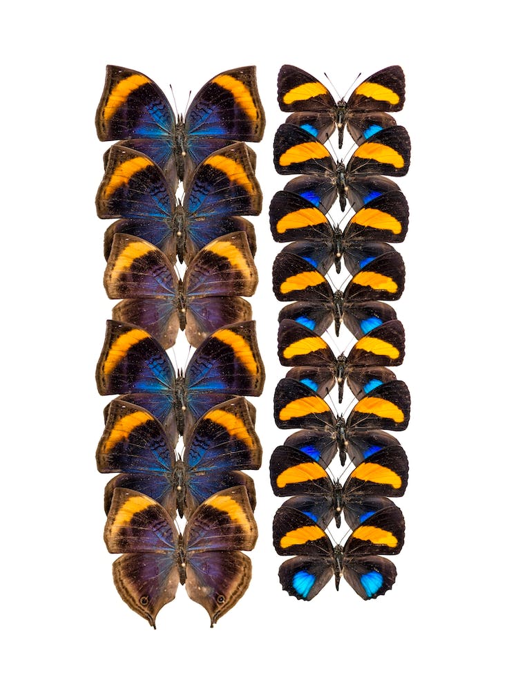 Two Rows Of Orange Butterflies