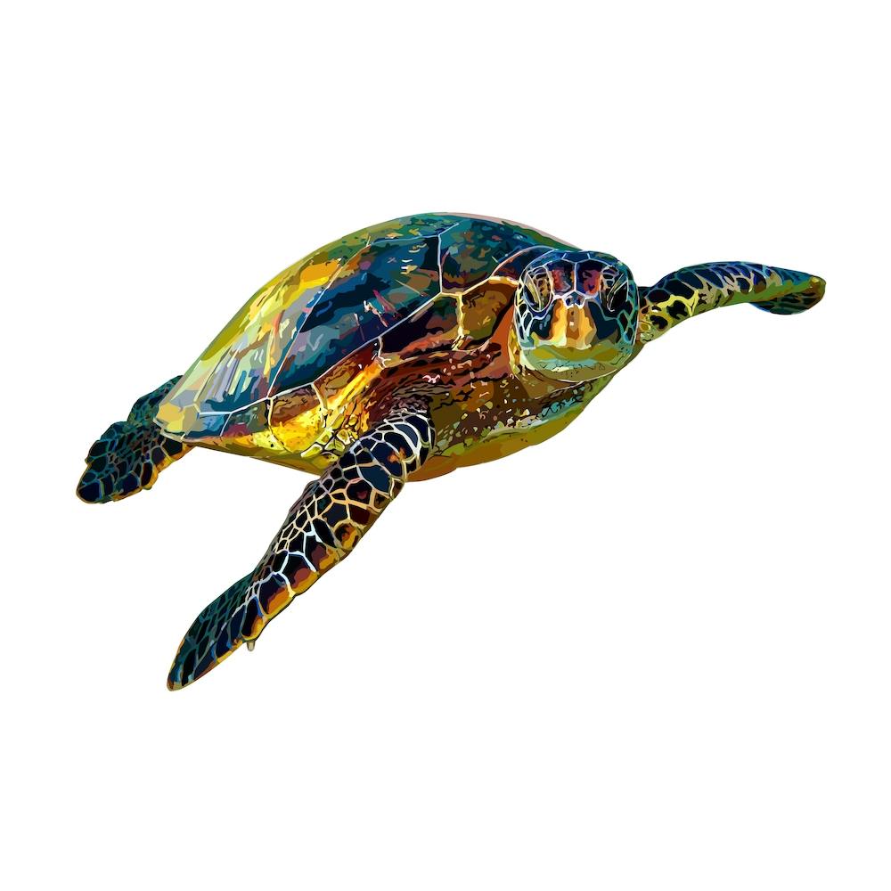 Hawksbill Sea Turtle 2