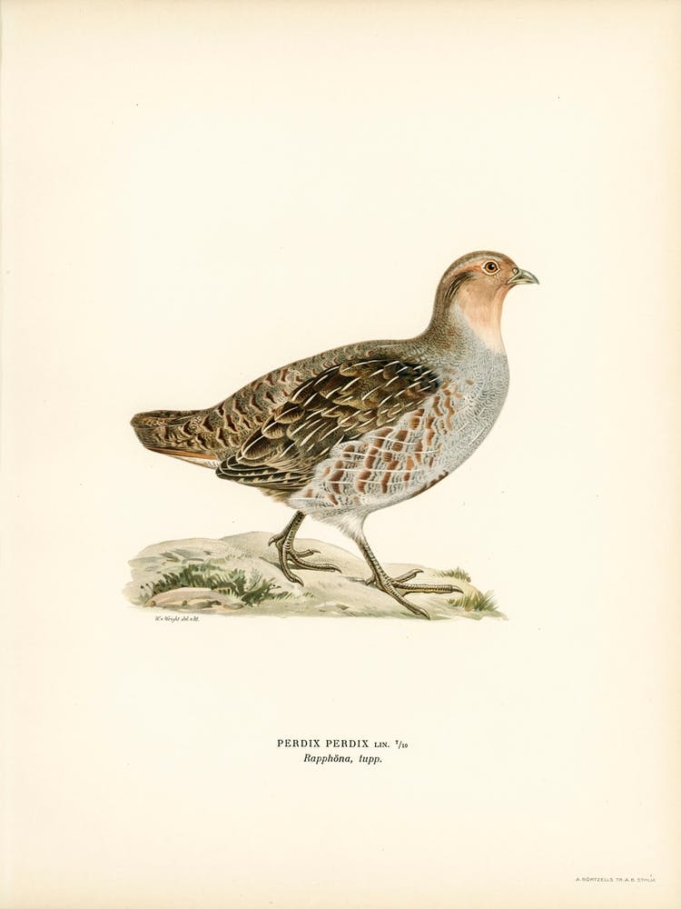 Grey Partridge, The Von Wright Brothers 1