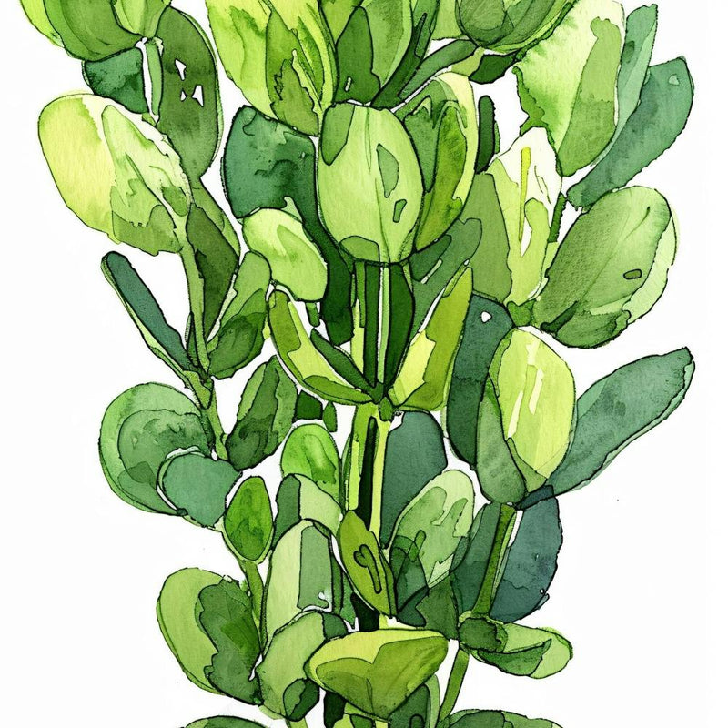 Eucalyptus 5