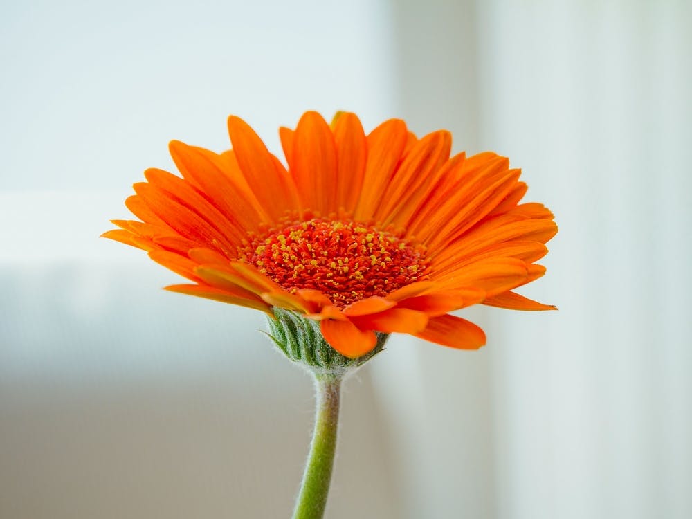 Orange Gerbera Flower On White Background 1