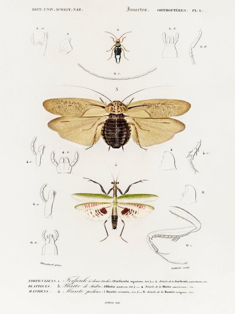 Different Types Of Insects, Charles Dessalines D' Orbigny, 1