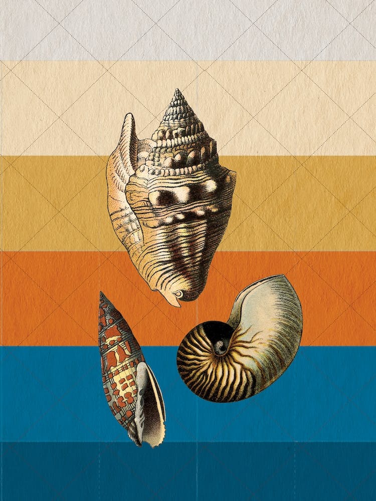 Seashell
