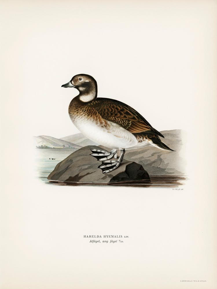 Long Tailed Duck, The Von Wright Brothers