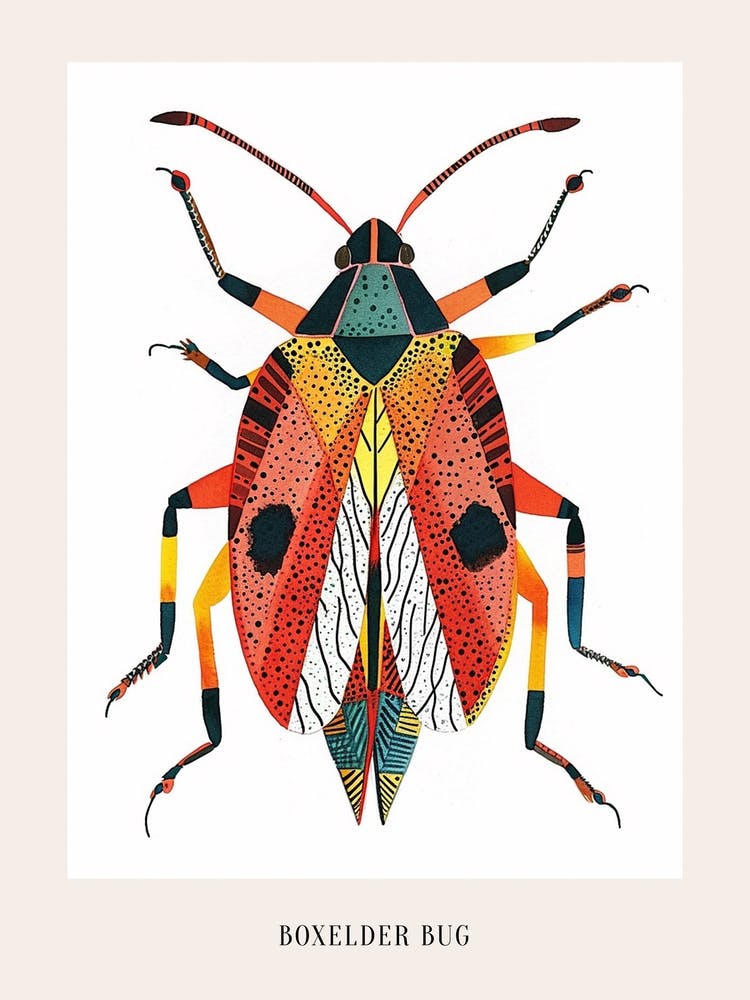 Illustration d'Insecte Colorée Punaise de l'Érable 1 Affiche