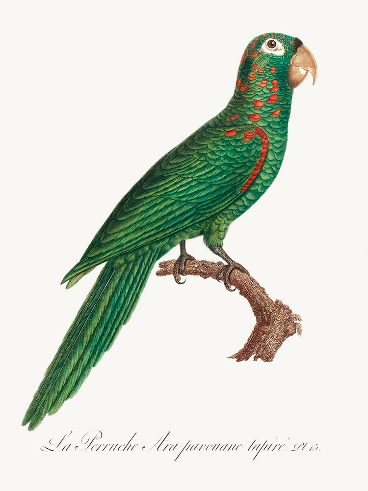 The Red Spectacled Amazon From Natural History Of Parrots, Francois Levaillant
