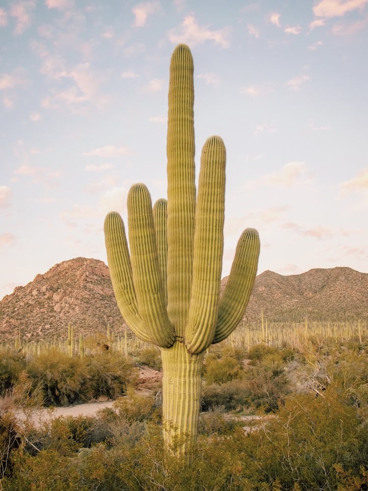 Huge Saguaro Cactus
