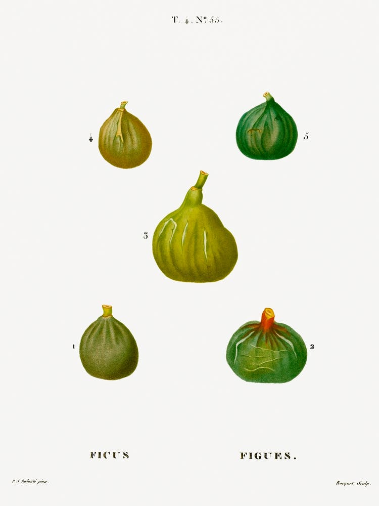 Figues, Pierre Joseph Redoute
