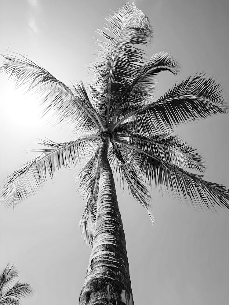 Black And White Palm Tree