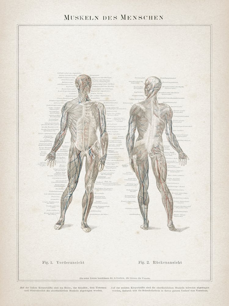 Vintage Meyers 7 Muskeln Des Menschen