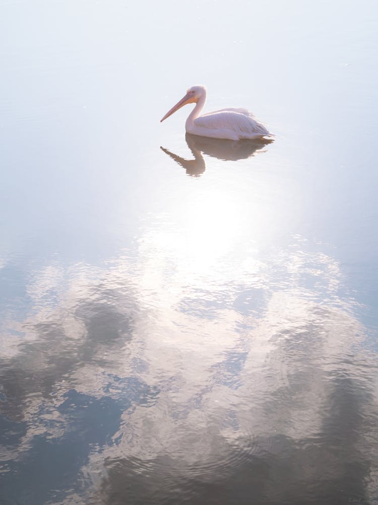 A Pelican And A Cloud In Glossy Blue Water