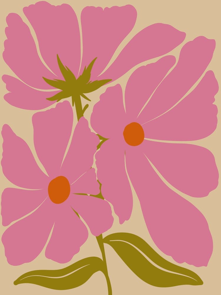 Pink Cosmos 1