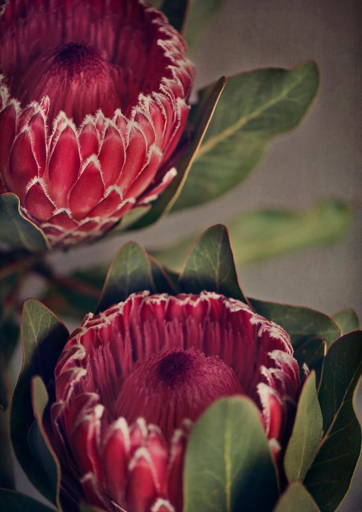Red Protea 1