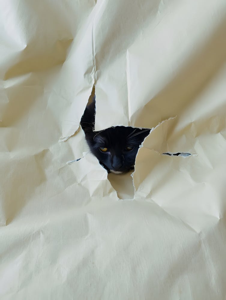 Curious Black Cat Peeking Through Torn Paper