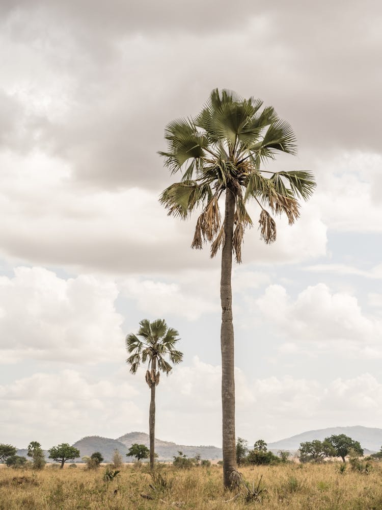 Palm Trees In A Landscape Of A National Park In The Northern Part Of Uganda In East Africa