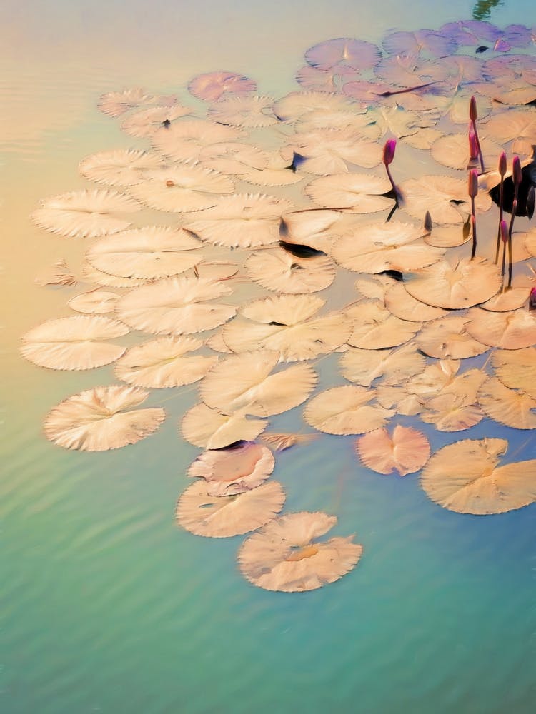 Nénuphars Vietnam