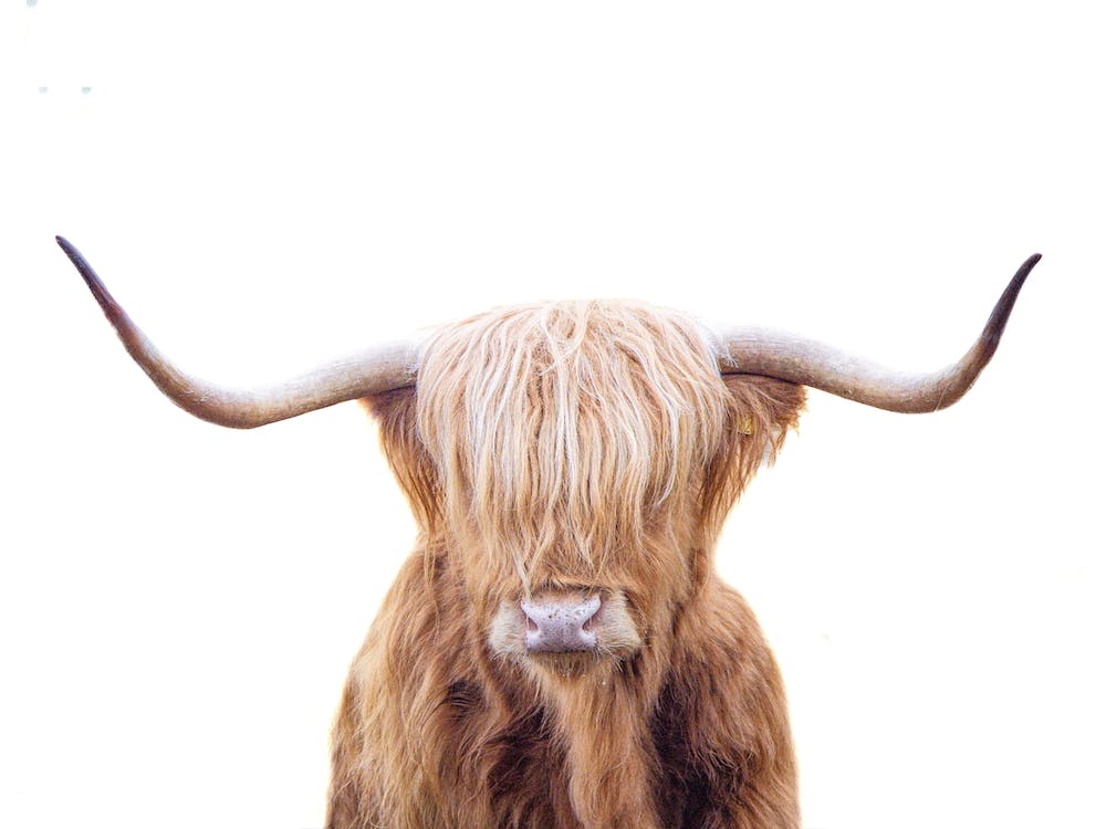 Highland Cow 2