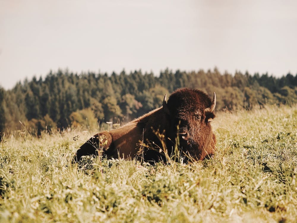 Buffalo In Lush Meadow