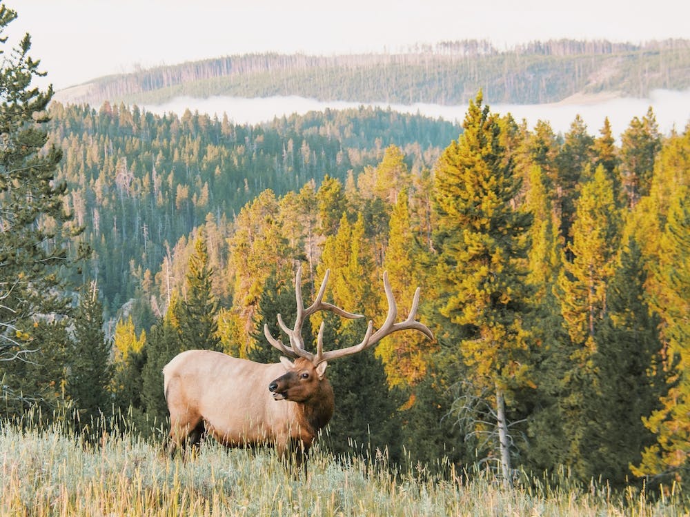 Elk In Nature