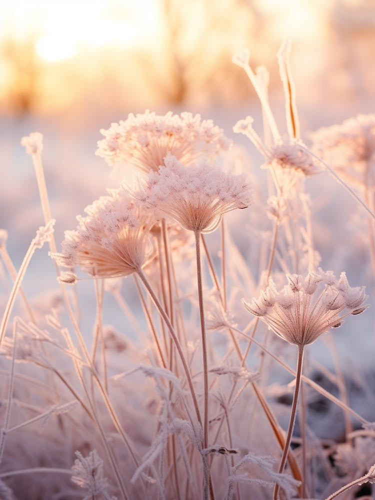 Frosty Botanical Queen Annes Lace 10