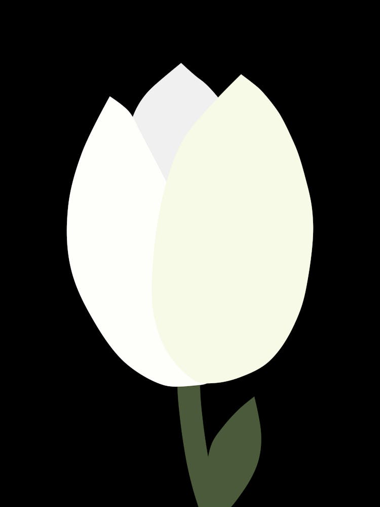 Tulip Black And White
