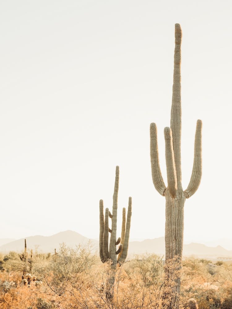 Saguaro Cactus Desert