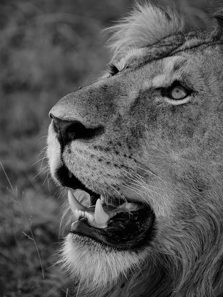 Lion Closeup Black And White