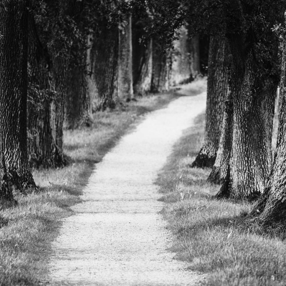 Pfad im Wald