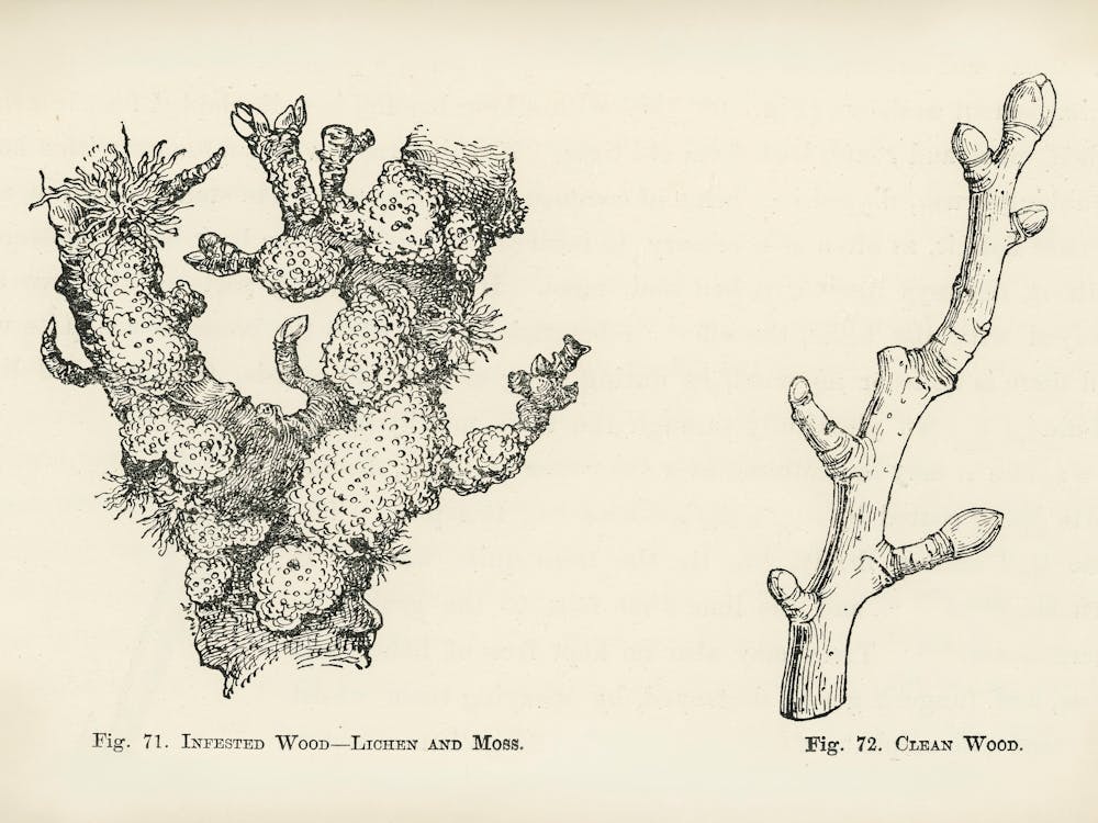Vintage Illustration Of Clean Wood, Infested Wood, Lichen, Moss, John Wright