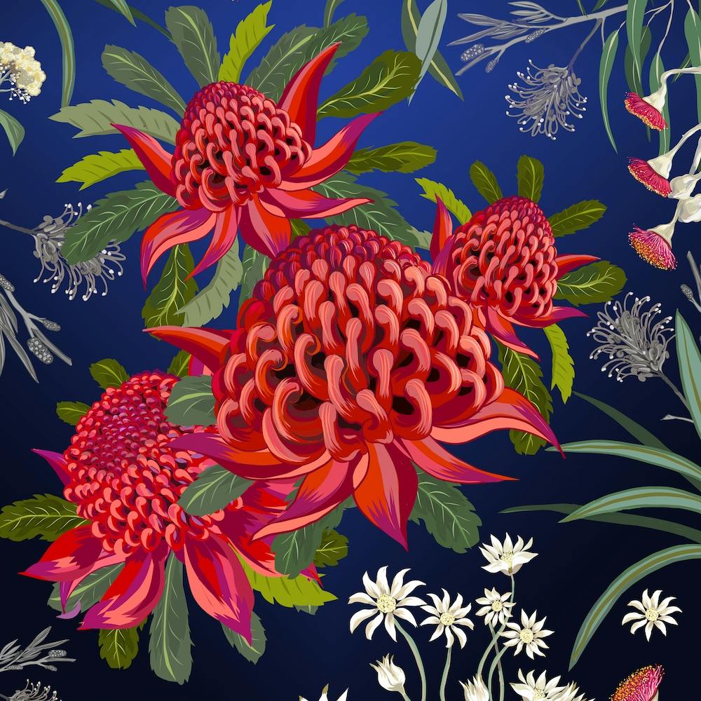 Waratah Australian Flower Red Square