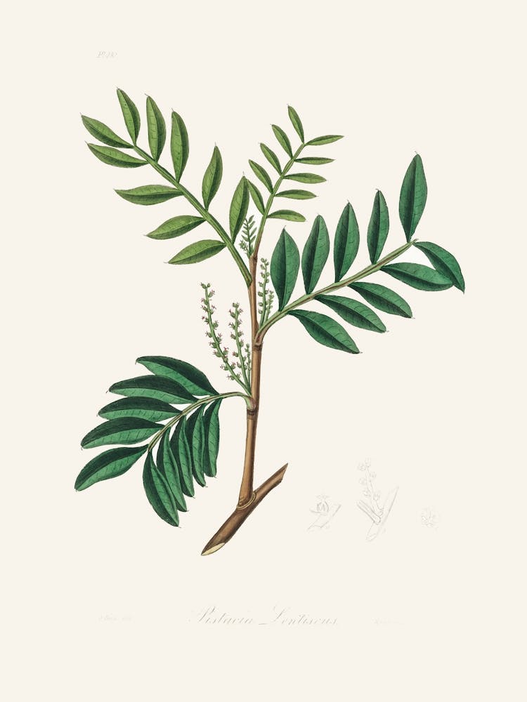 Vintage Botanical John Stephenson and James Morss Churchill_2731674