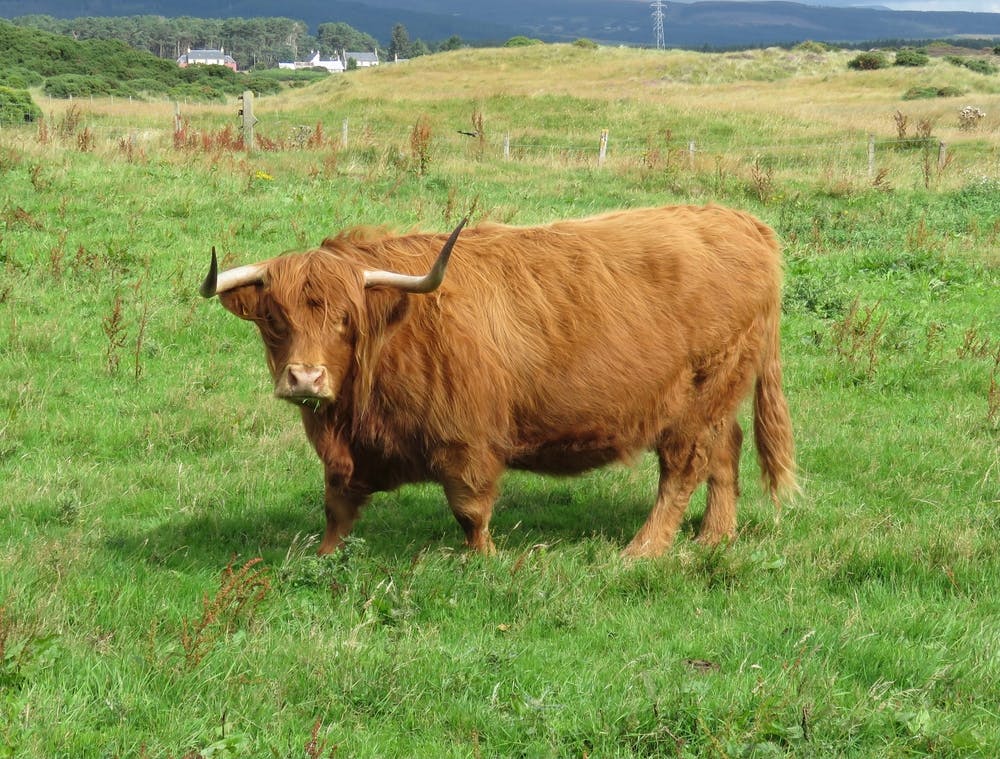 Highland Cattle Scottish Highlands Countryside