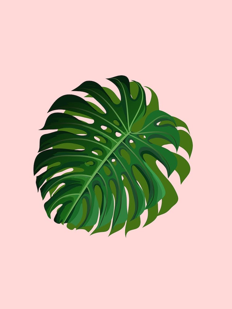 Pink Monstera