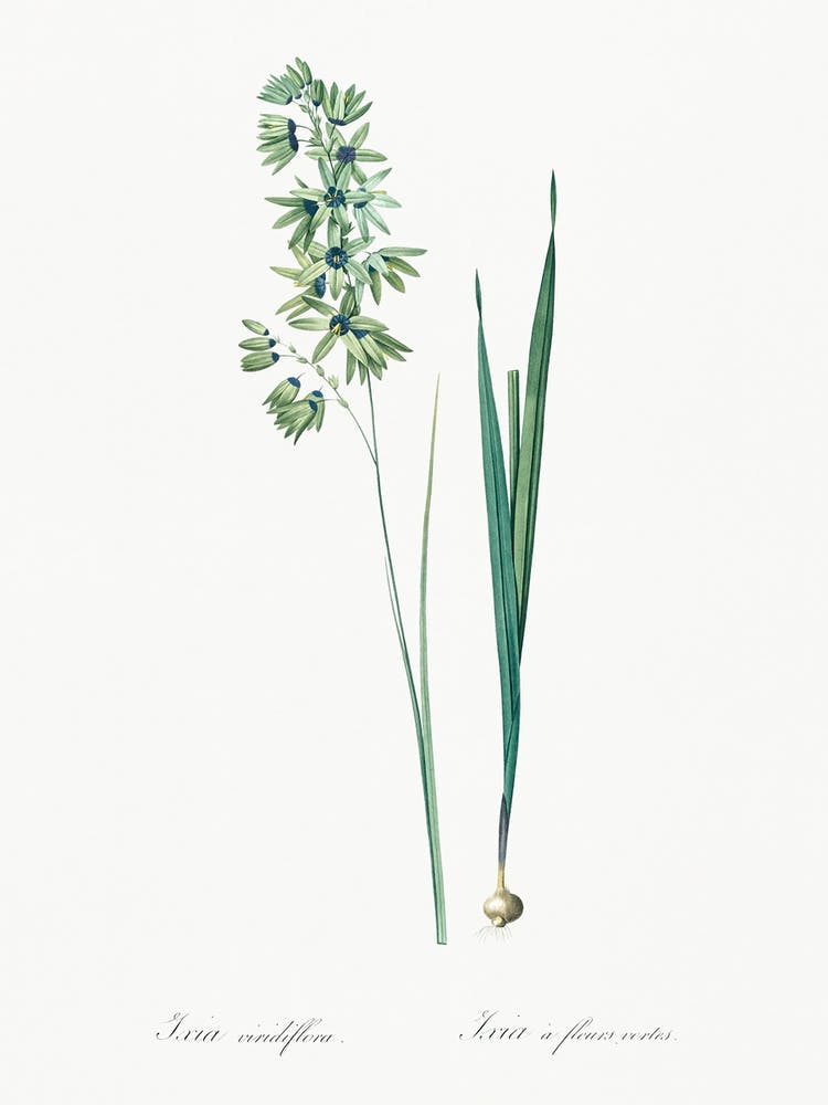 Turquoise Ixia Illustration From Les Liliacées (1805), Pierre Joseph Redoute