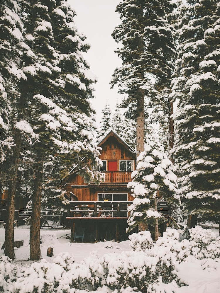 Dense Forest Cabin