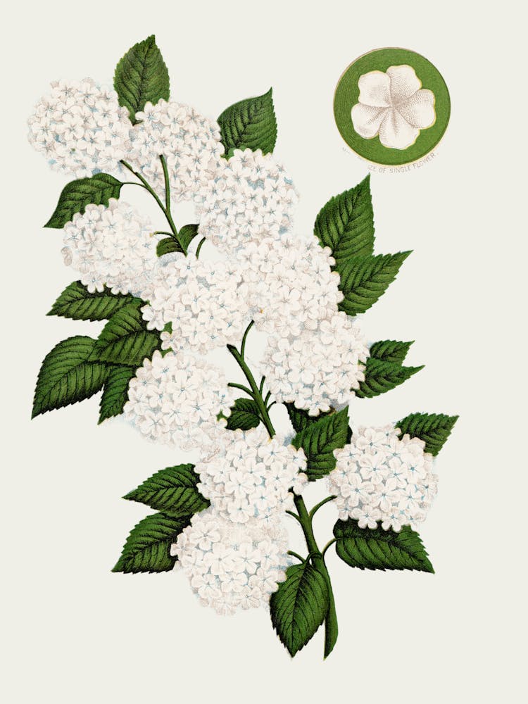 Hydrangea