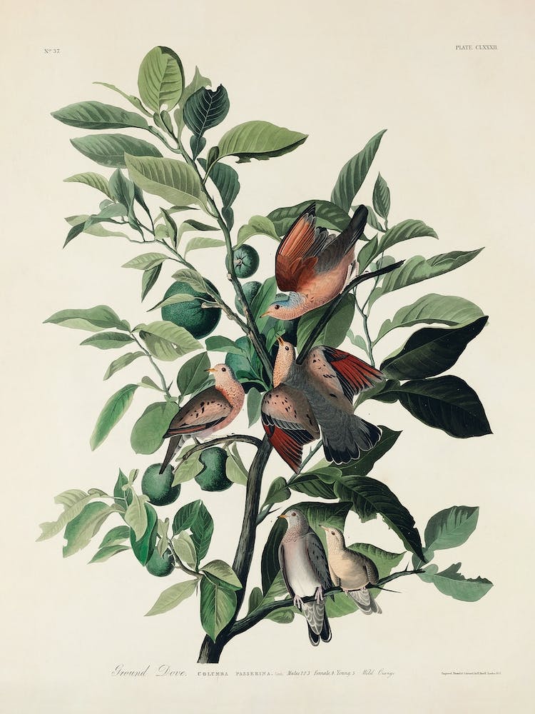 Ground Dove, Birds Of America, John James Audubon