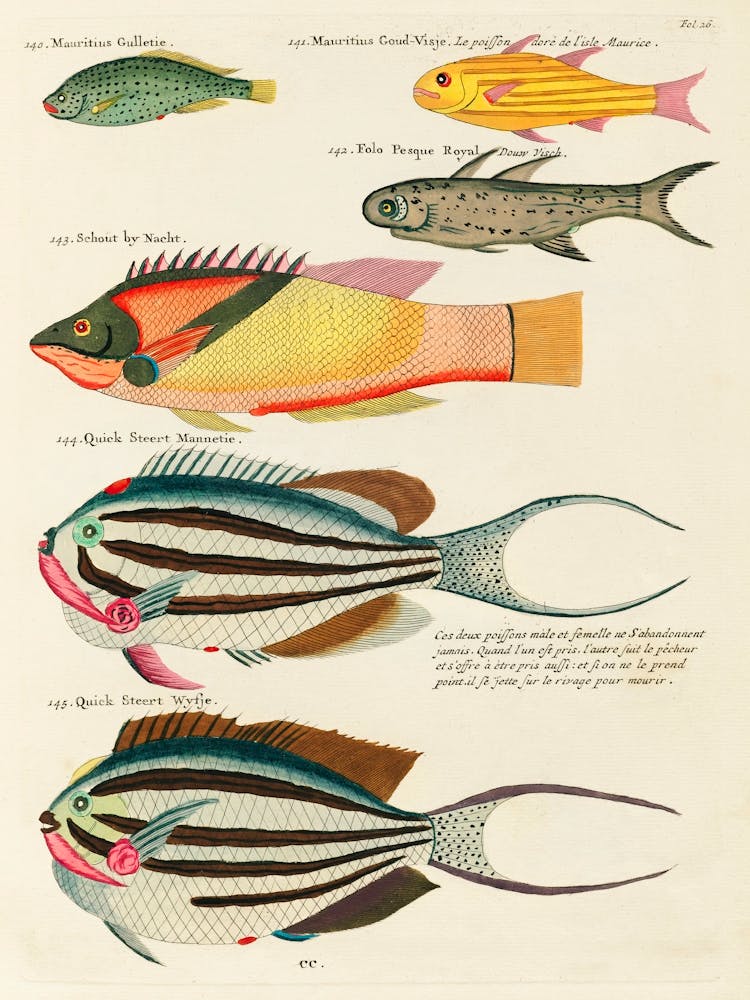 Colourful And Surreal Illustrations Of Fishes Found In Moluccas (Indonesia) And The East Indies, Louis Renard(54)