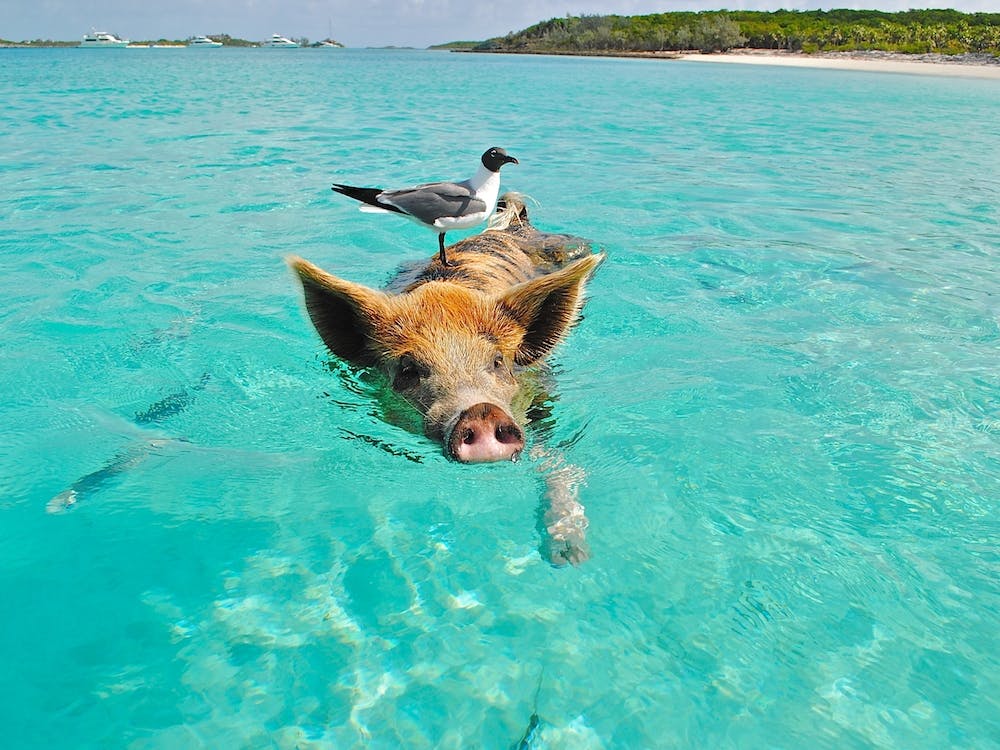 Swimming Pig Bahamas