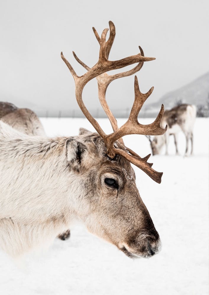 Reindeer In Norway