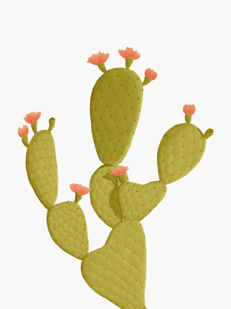 Cactus Illustration