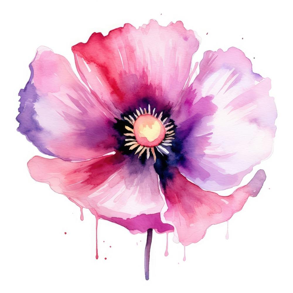 Fleur de Coquelicot à l'Aquarelle