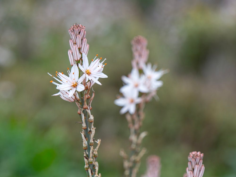 Spring Flowers Asphodel