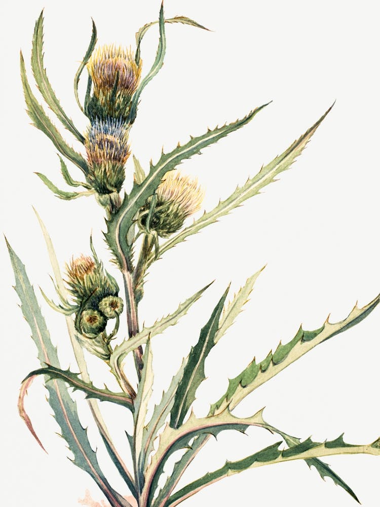 Vintage Botanical Mary Vaux Walcott _2732431